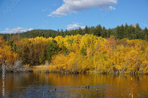 Beautiful and vibrant golden fall colors reflected in a pond near Lake Tahoe on a bright sunny autumn day, with ducks swimming in front