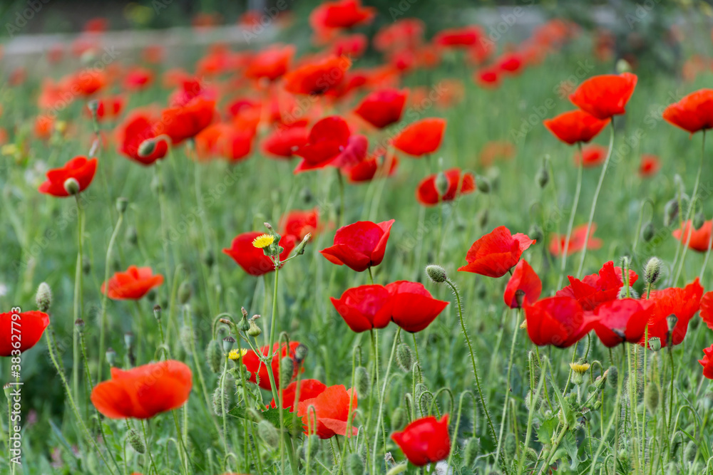 Poppy Flowers in a Green Summer Meadow