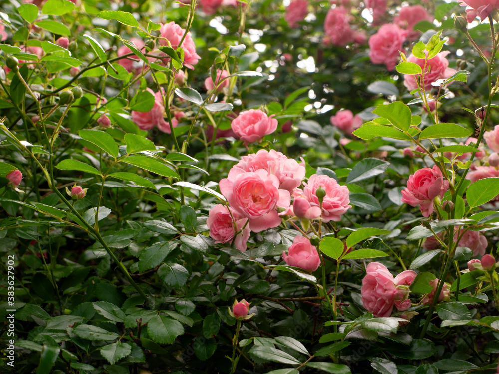 Pink rose in garden Pink rose in garden