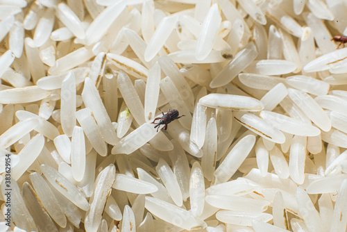 Rice weevil in a pile of rice