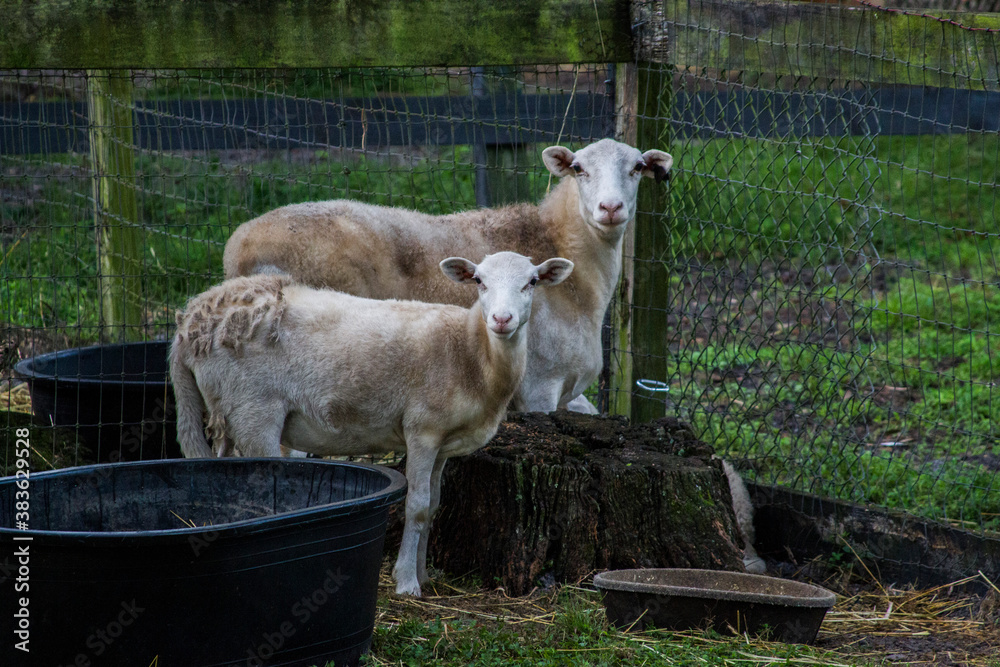 Obraz premium Two sheep in a farm