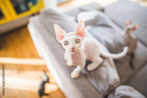 Devon rex lovely cat in a flat  photo