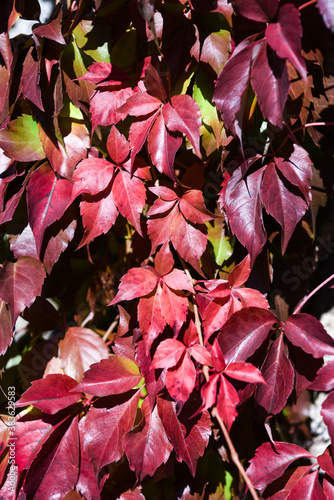 autunno foglie rosse edera colori 