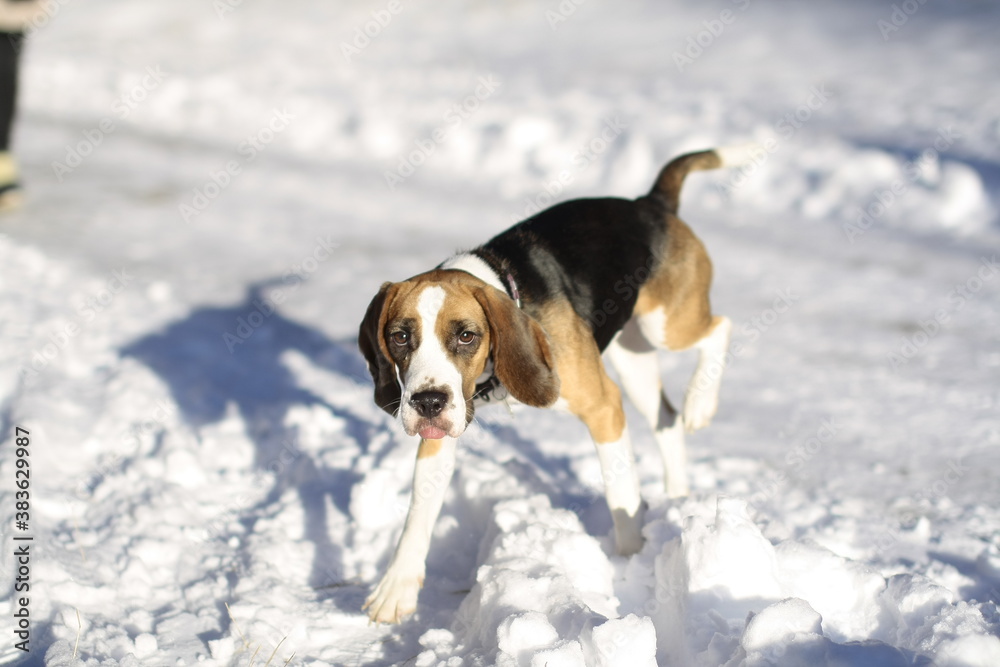 beagle dog in snow