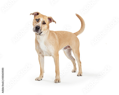 Beautiful Labrador Staffordshire Crossbreed Dog Standing © adogslifephoto