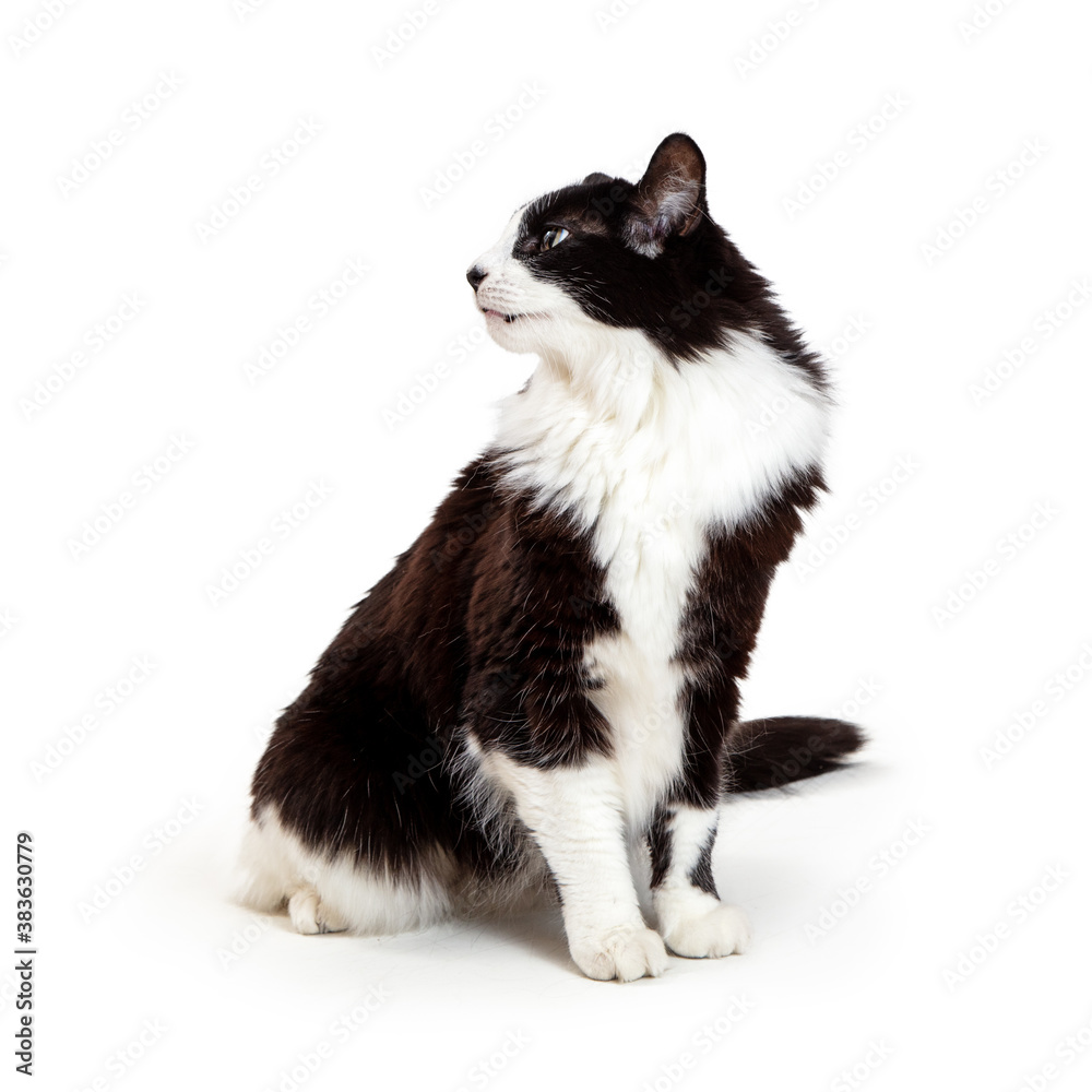 Cat Sitting Forward Turning Head Side Cat Sitting Forward Turning Head Side