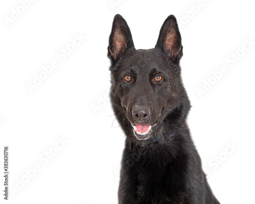 Black Shepherd Dog With Happy Expression Closeup