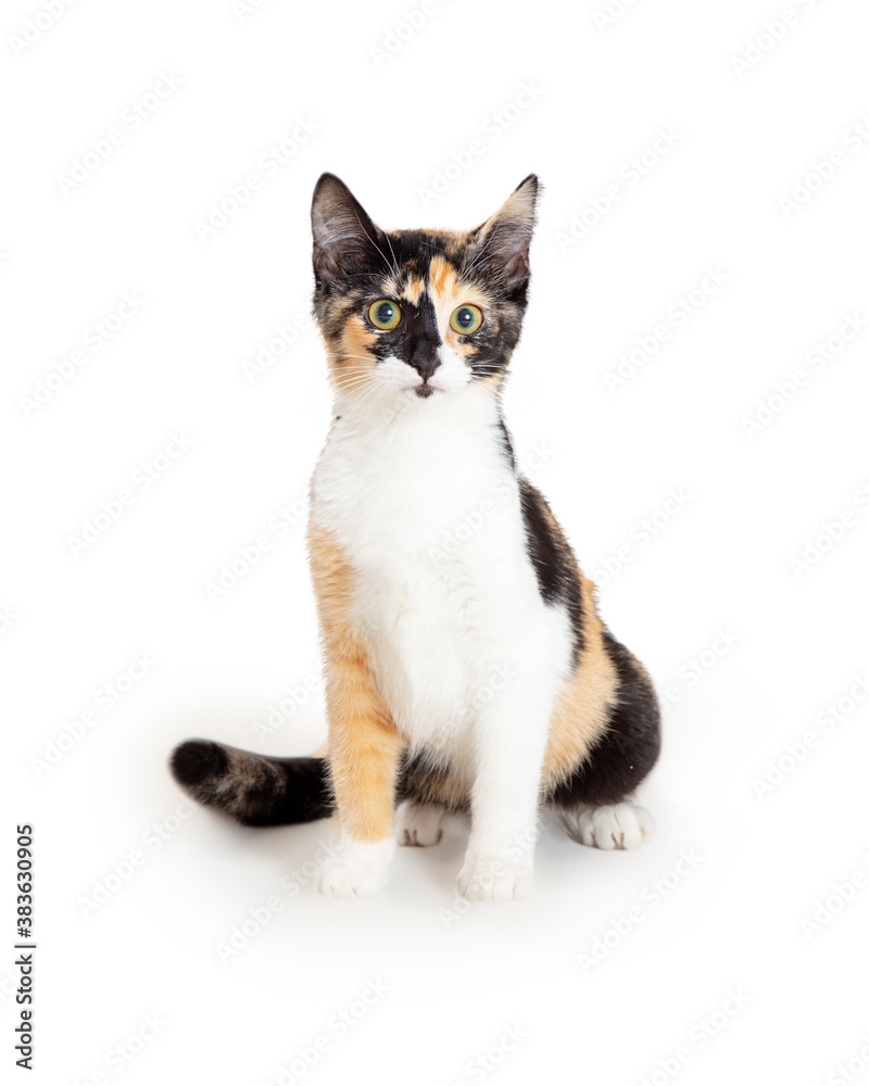 Cute young tri-color calico kitten sitting and looking forward at camera
