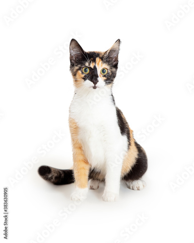 Konstfotografi Cute young tri-color calico kitten sitting and looking forward at camera