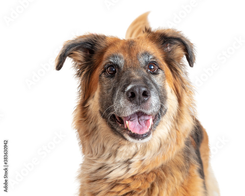 Φωτογραφία German Shepherd Crossbreed Happy Dog Smiling