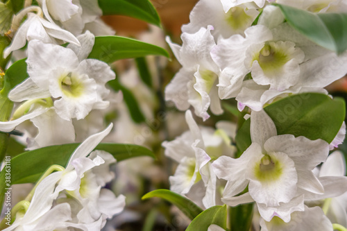 floral background of dendrobium orchids in a greenhouse close up