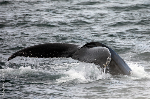 Tail fluke photo of a humpback whale diving into the ocean. © Migara