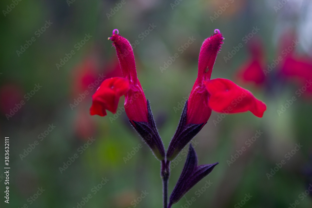 red Lobelia specie before blooming
