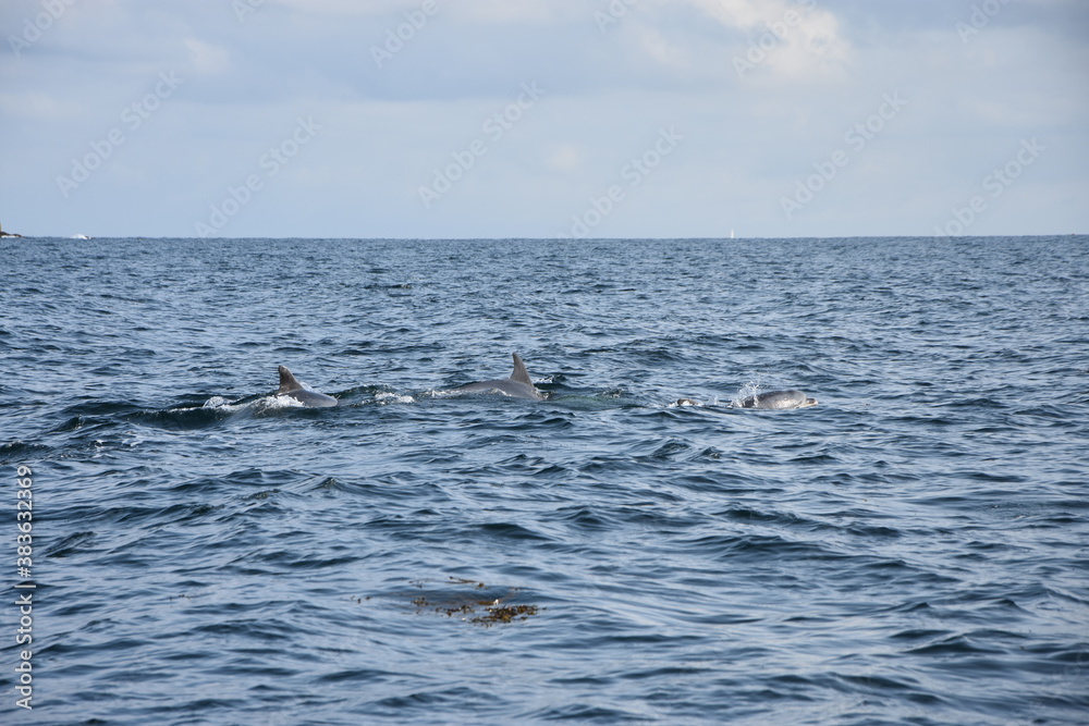 Fototapeta premium dauphin