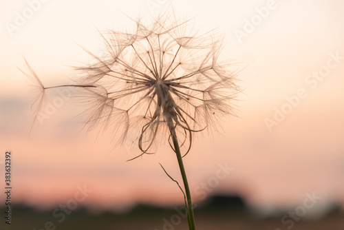 Big dandelion close up silhouette against sunset sky