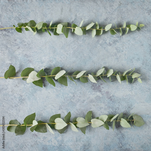  Fresh eucalyptus leaves on gray, mint background, top view