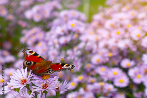 Selective soft focus. Beautiful butterfly on a flower. Summer and beauty concept. Place for inscription.