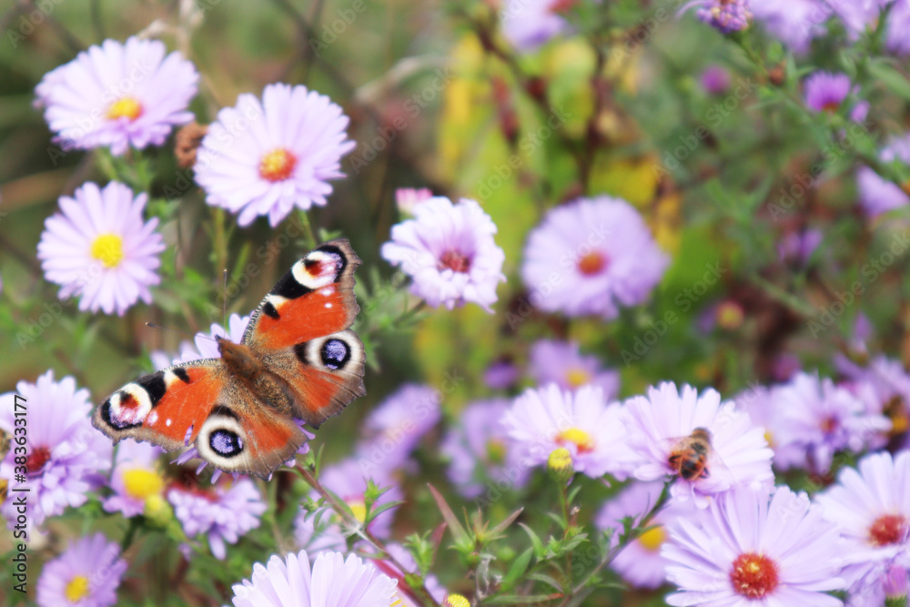 Selective soft focus. Beautiful butterfly on a flower. Summer and beauty concept. Place for inscription. Selective soft focus. Beautiful butterfly on a flower. Summer and beauty concept. Place for inscription.