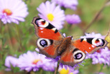 Selective soft focus. Beautiful butterfly on a flower. Summer and beauty concept. Place for inscription, close-up.