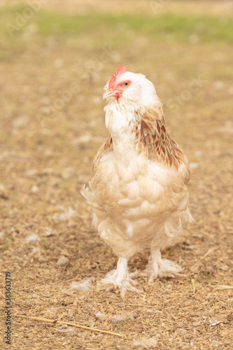 pedigree hen in a farm