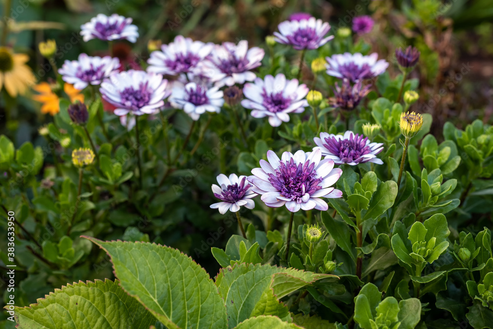 White purple Osteospermum flowers in the autumn garden. White purple Osteospermum flowers in the autumn garden.