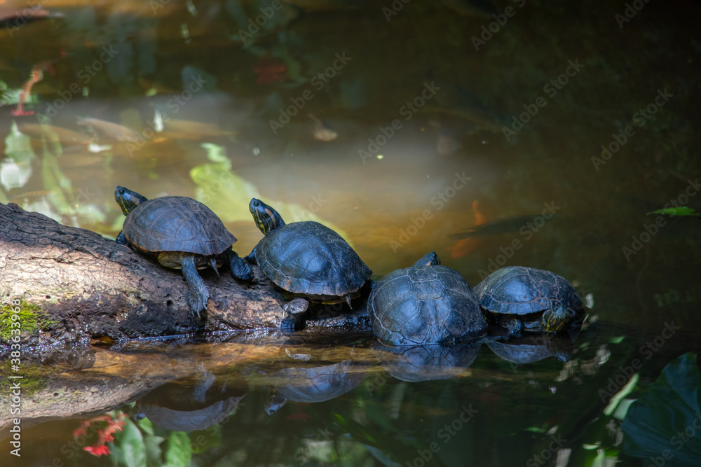 Fototapeta premium turtle on the water