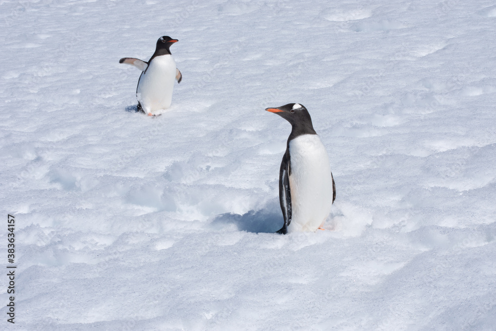 Obraz premium penguin on the snow