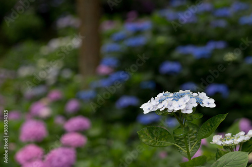 紫陽花の花