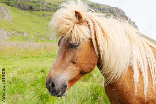 Close up of an Icelandic horse with a cute mane.