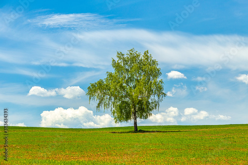Lonely tree on a grassy meadow with blue sky and clouds at spring time.