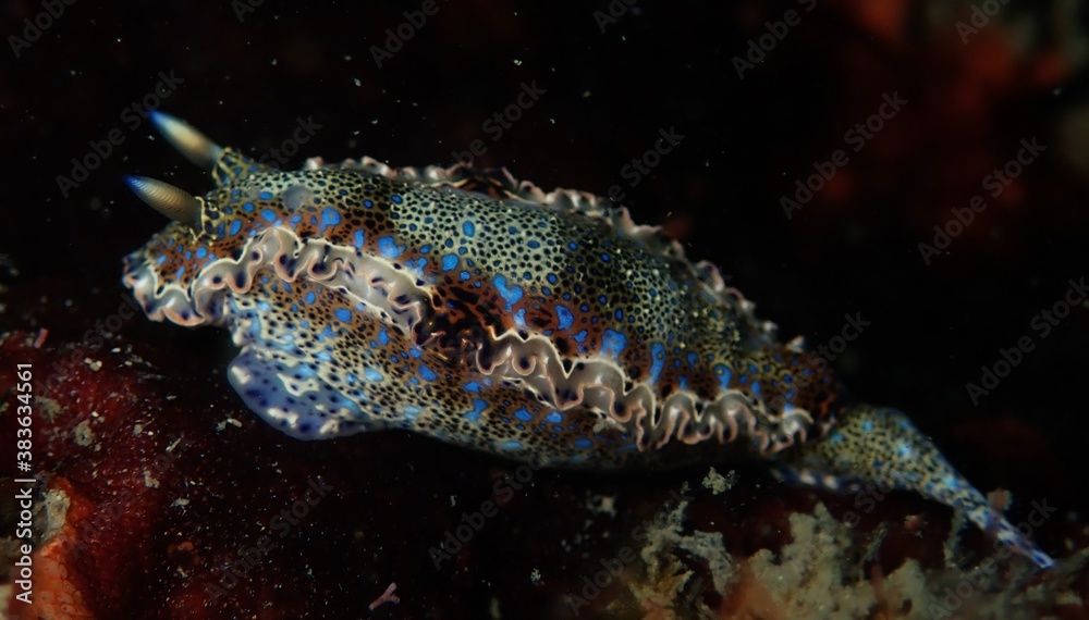 Fototapeta premium Nudibranch on coral