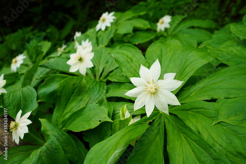 キヌガサソウ　高山植物　花　白い　夏