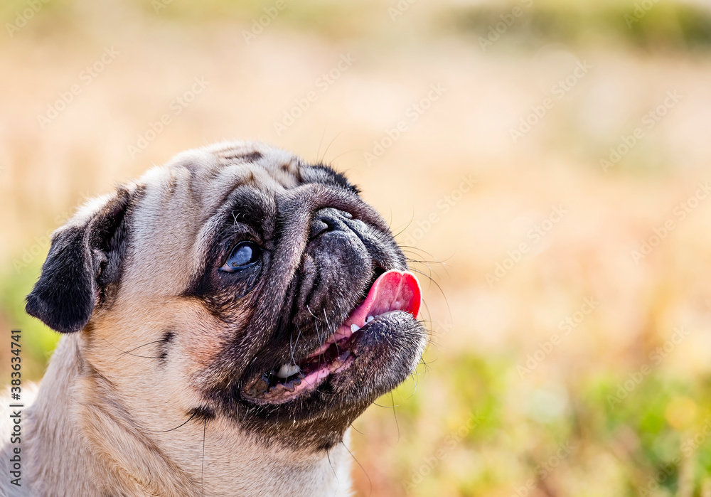 Portrait of beautiful pug puppy dog half- face with tonghe sticked out on nature background