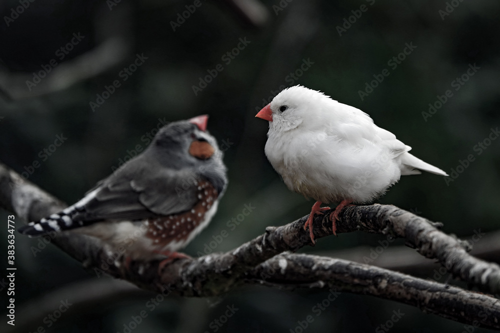 Two birds sitting on a branch.