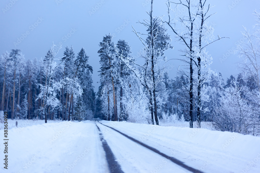 the road goes into the winter gloomy forest, in the background tall pines in the snow