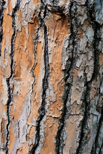 Close-up of the texture of the bark of the trunk of an old tree.