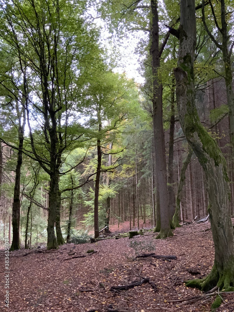 Fototapeta premium Herbst im Oberbergischen Land 