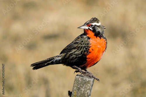 Long-tailed Meadowlark