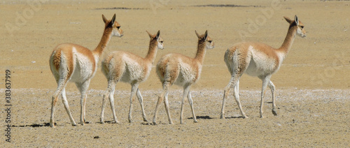Vicuñas