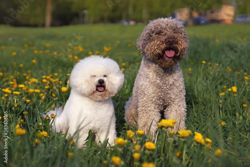 Happy Bichon Frise dog with a stylish haircut posing outdoors next to a brown roan Lagotto Romagnolo dog sitting together in a green grass with yellow dandelion flowers