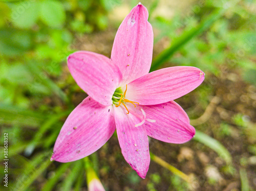 Pequeña flor de lirio rosado