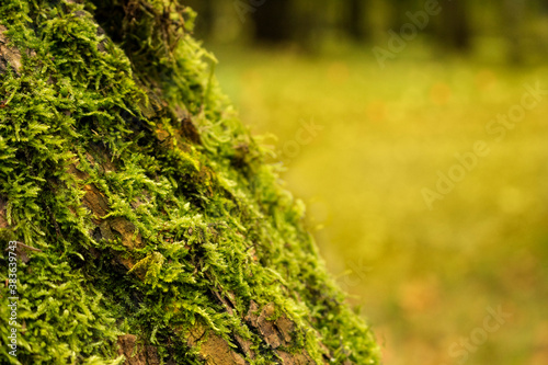 moss bark tree blur background