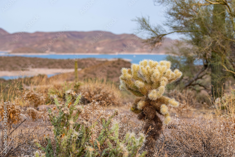 Small bushy cactus near Lake Pleasant Small bushy cactus near Lake Pleasant