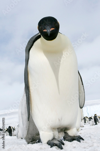 Bild auf Leinwand Emperor penguin (Aptenodytes forsteri)