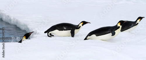 Emperor penguins (Aptenodytes forsteri)