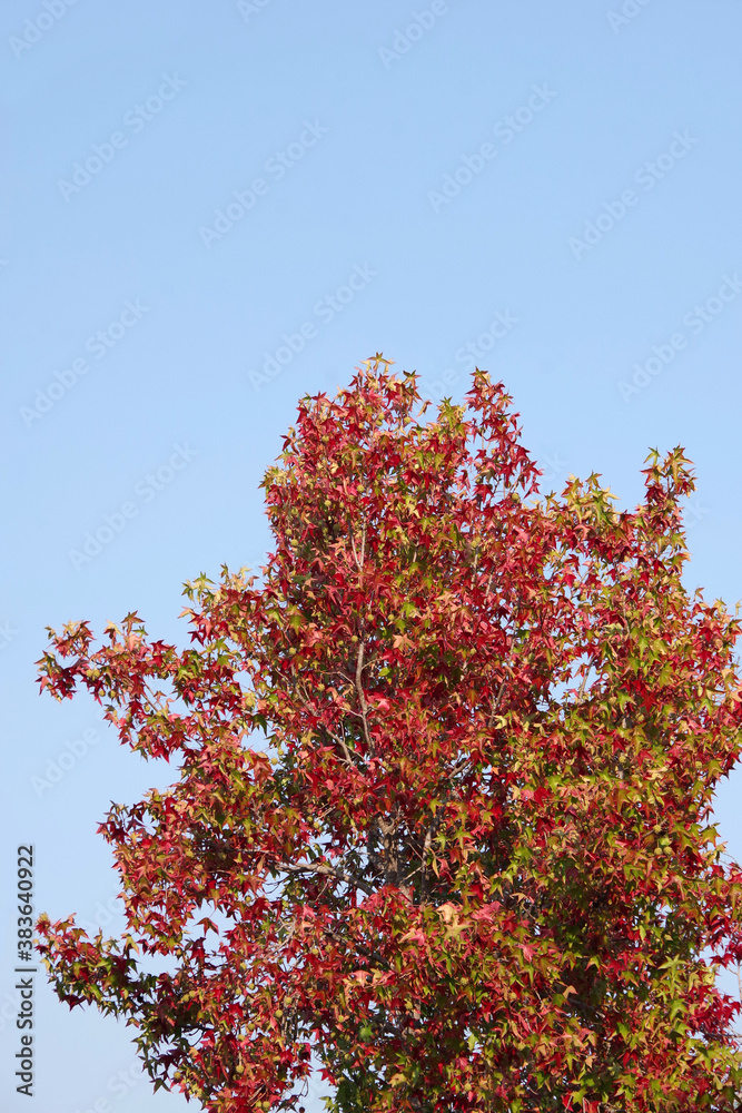 A sycamore tree in autumn colors under blue sky