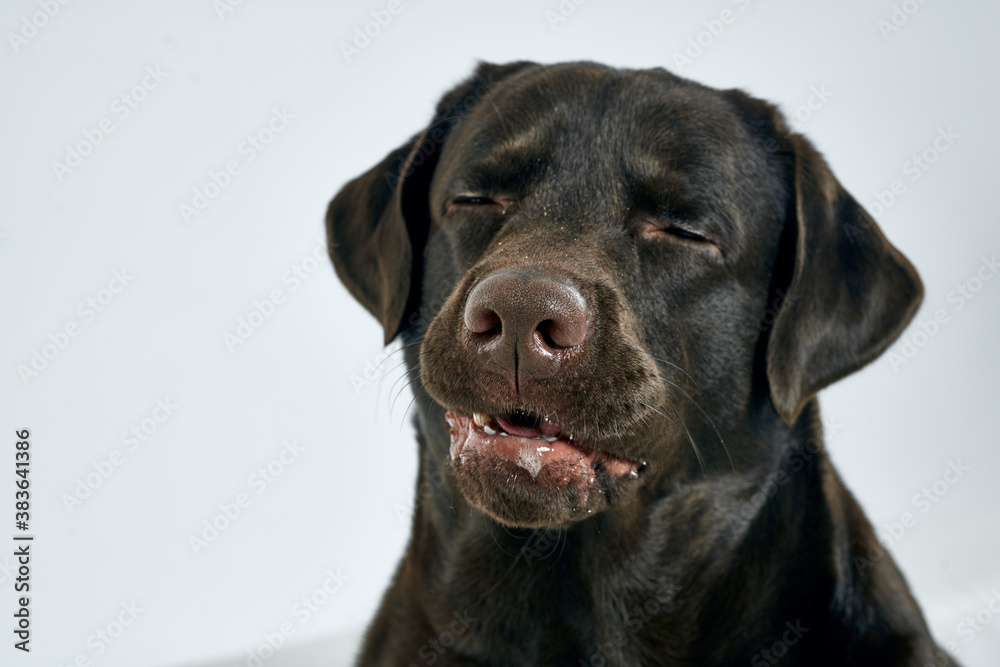 Purebred dog with black hair on a light background portrait, close-up, cropped view Purebred dog with black hair on a light background portrait, close-up, cropped view