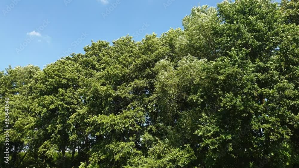 Large green trees sway in the wind against the backdrop of a blue sky. Leaves and branches move when thrown in the wind Large green trees sway in the wind against the backdrop of a blue sky. Leaves and branches move when thrown in the wind