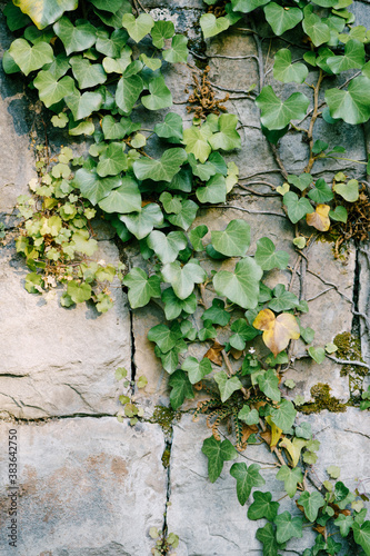 Evergreen ivy on a stone wall made of heavy gray slabs.