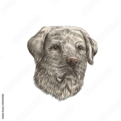Labrador retriever closeup colorful dog portrait. Vector illustration of pet face